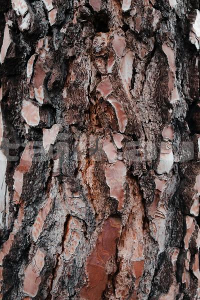 Big with watermark acura el sughd ayni 14631