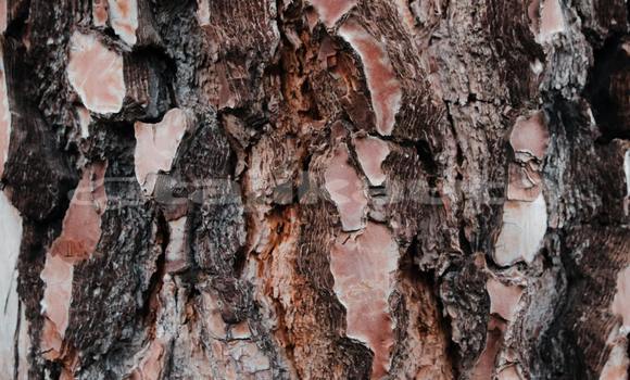 Buy Used Acura EL Brown Car in Ayni in Sughd Buy Used Acura EL Brown Car in Ayni in Sughd