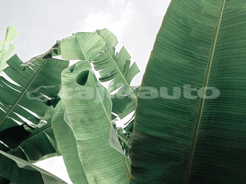 Big with watermark alpina b3 sughd buston 14801