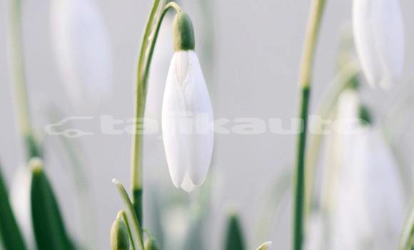 Buy Used Acura EL Blue Car in Ayni in Sughd