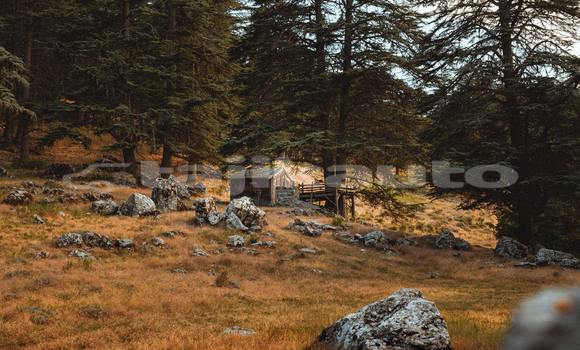 Buy Used Acura EL Brown Car in Buston in Sughd