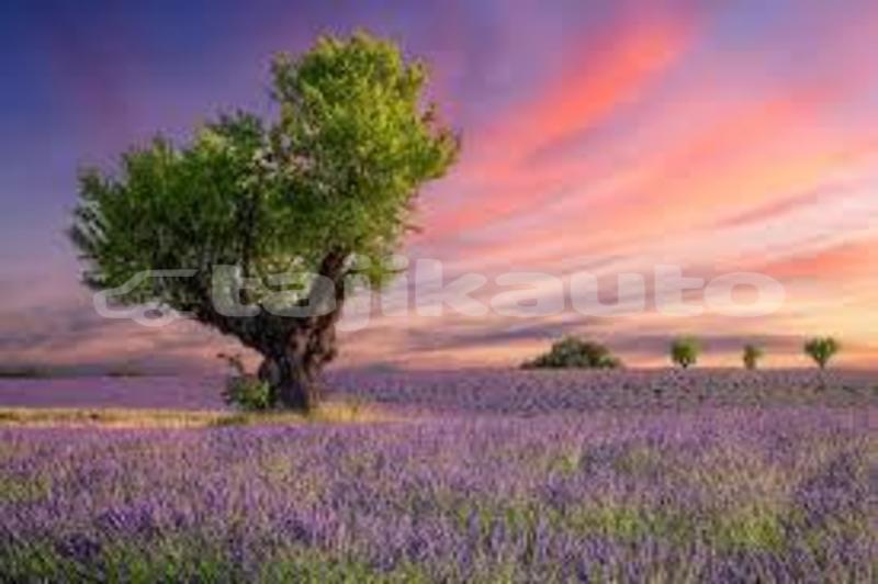 Big with watermark images 6 