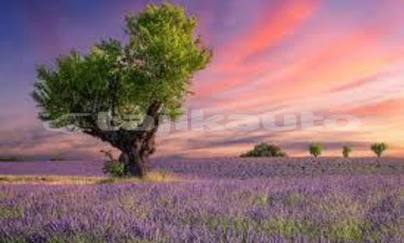 Medium with watermark images 6