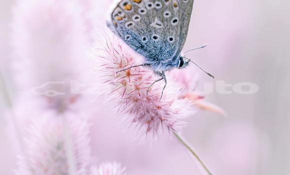 Buy Used Acura EL Green Car in Ayni in Sughd