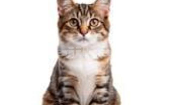 Buy Used Aermacchi Brezza Blue Bike in Dangara in Khatlon