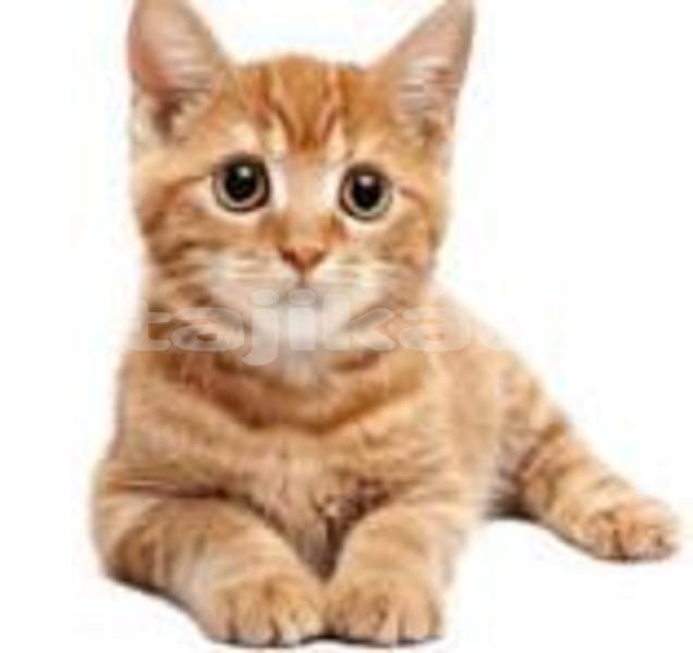 Big with watermark acura ilx sughd buston 15601