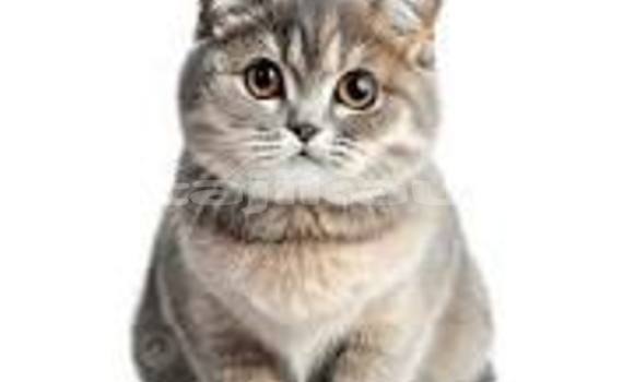 Buy Used Acura CSX Brown Car in Chorku in Sughd