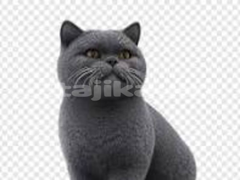 Big with watermark adler trumpf junior sughd chorku 15603