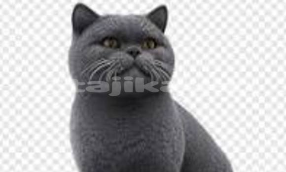 Buy Used Adler Trumpf Junior Brown Car in Chorku in Sughd