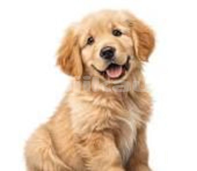 Big with watermark download 11 