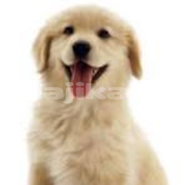 Big with watermark download 10 