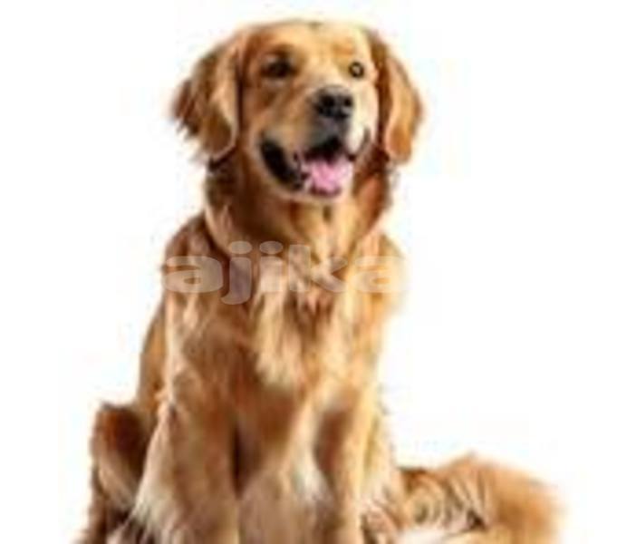 Big with watermark download 9 