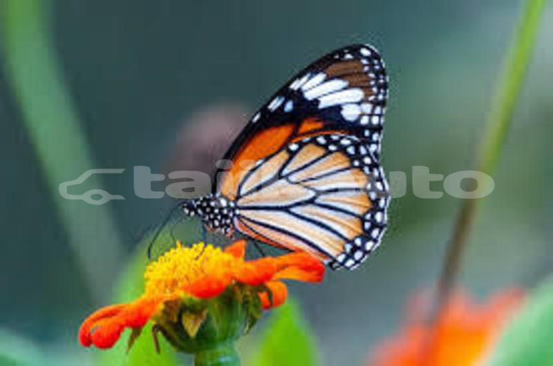 Big with watermark download 9 