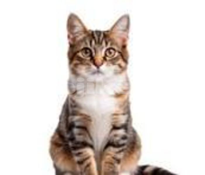 Big with watermark adler trumpf junior sughd buston 16188