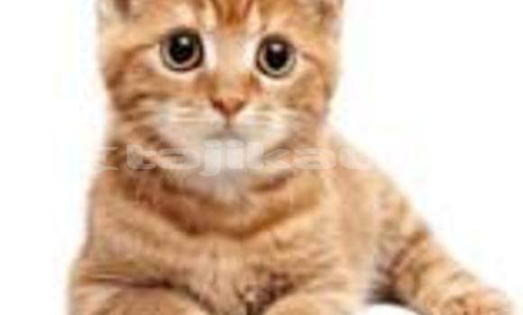 Buy Used Alpina B12 Blue Car in Buston in Sughd Buy Used Alpina B12 Blue Car in Buston in Sughd