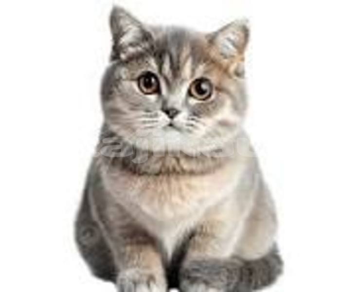 Big with watermark adler diplomat sughd chorku 16194