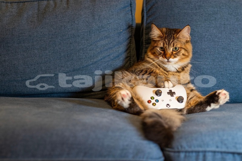 Big with watermark nathan osman cat 8446390 1920