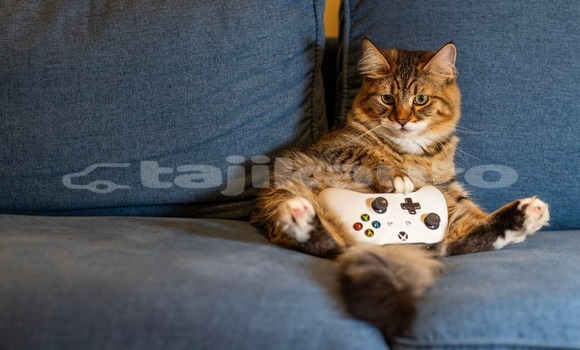 Medium with watermark nathan osman cat 8446390 1920