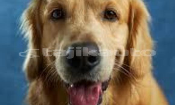 Buy Used Alpina B11 Blue Car in Dangara in Khatlon