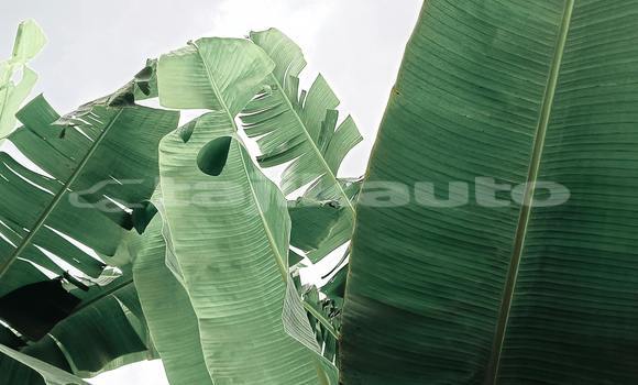 Buy Used Alfa Romeo 155 Brown Car in Chorku in Sughd