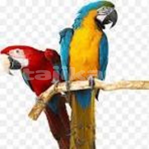 Big with watermark acura el sughd chorku 19091