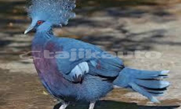 Buy sfsefgr in Chorku in Sughd Buy sfsefgr in Chorku in Sughd