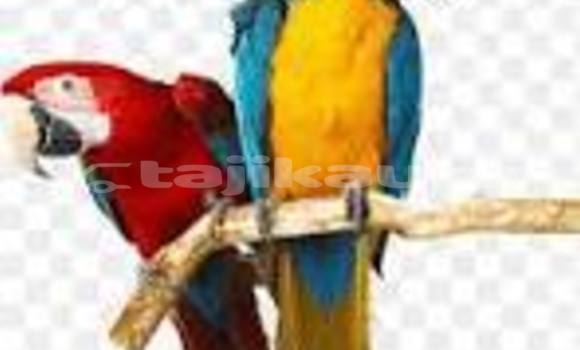 Buy sfsdgsfr in Dangara in Khatlon Buy sfsdgsfr in Dangara in Khatlon