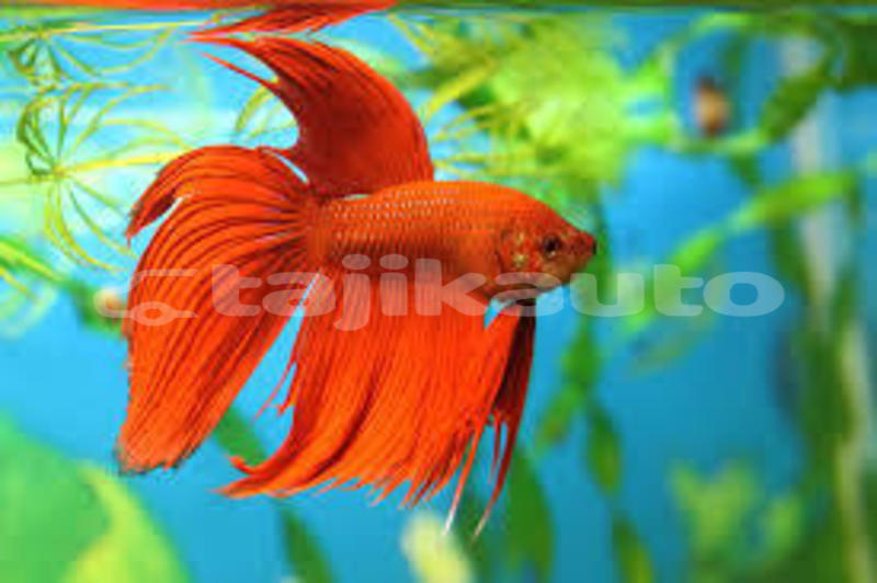 Big with watermark images 1 