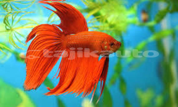 Medium with watermark images 1 