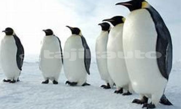 Buy Used AC Aceca Black Car in Dangara in Khatlon