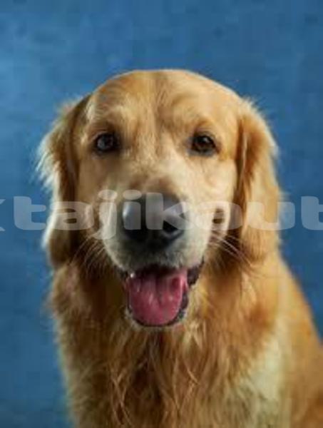 Big with watermark images