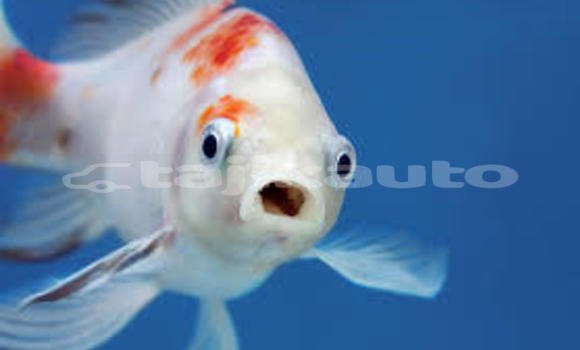 Medium with watermark fish