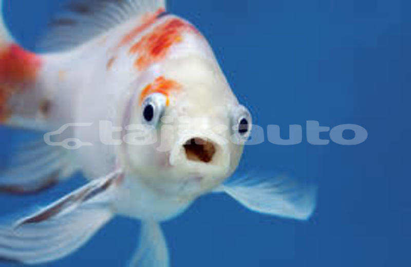 Big with watermark fish