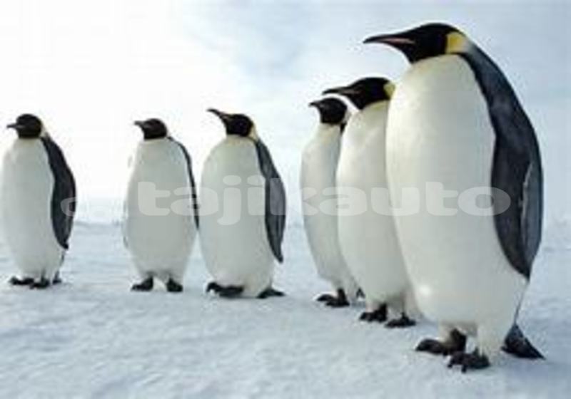 Big with watermark oip