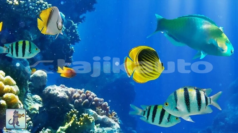 Big with watermark maxresdefault