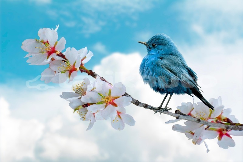 Big with watermark bird 8788491 1280