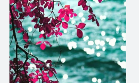 Medium with watermark annotation 2026 06 26 072933